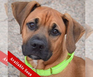 Boxer Dogs for adoption in Huntley, IL, USA