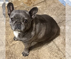 French Bulldog-Unknown Mix Dogs for adoption in Oakhurst, NJ, USA