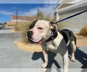 American Pit Bull Terrier Dogs for adoption in HESPERIA, CA, USA