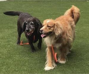 Cocker Spaniel-Unknown Mix Dogs for adoption in Cary, NC, USA