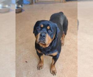 Rottweiler Dogs for adoption in Athens, AL, USA