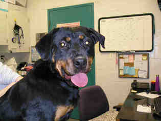 Rottweiler Dogs for adoption in Peoria, IL, USA