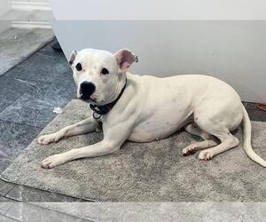 American Pit Bull Terrier Dogs for adoption in Denton, TX, USA