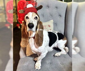 Basset Hound Dogs for adoption in Deepwater, NJ, USA
