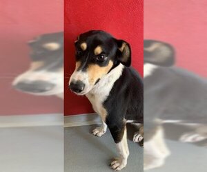 German Shepherd Dog-Unknown Mix Dogs for adoption in Visalia, CA, USA