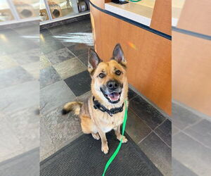 German Shepherd Dog-Unknown Mix Dogs for adoption in Placerville, CA, USA