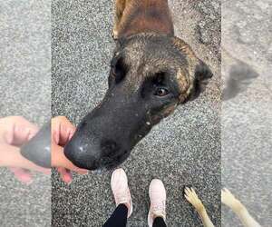 Mutt Dogs for adoption in Imlay City, MI, USA