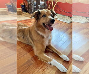 Border-Aussie Dogs for adoption in Brewster, NY, USA