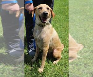Golden Retriever Dogs for adoption in Morton Grove, IL, USA