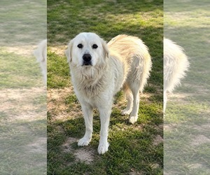 Labrenees Dogs for adoption in Thomasville, NC, USA