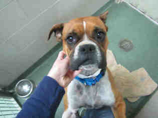 Boxer Dogs for adoption in Santa Fe, NM, USA
