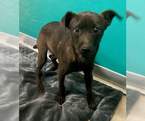 Mutt Dogs for adoption in Newton, NC, USA