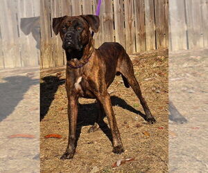 Small Boxer Mix