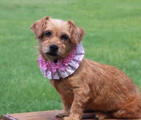 Dachshund Dogs for adoption in Carrollton, TX, USA