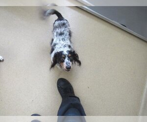 Dachshund Dogs for adoption in Derwood, MD, USA