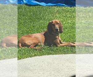 Redbone Coonhound Dogs for adoption in Menifee, CA, USA