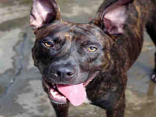 American Pit Bull Terrier-Unknown Mix Dogs for adoption in Fort Walton Beach, FL, USA