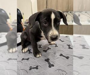 American Pit Bull Terrier-Unknown Mix Dogs for adoption in Baytown, TX, USA