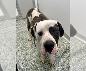 Mutt Dogs for adoption in Salisbury, NC, USA