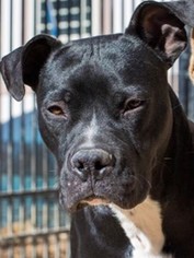Bullboxer Pit Dogs for adoption in Asheville, NC, USA