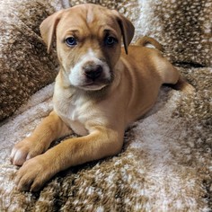 Boxador Dogs for adoption in Nashville, TN, USA