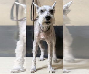 - Mix Dogs for adoption in Alexander, AR, USA