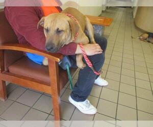 Black Mouth Cur-Unknown Mix Dogs for adoption in Ocala, FL, USA