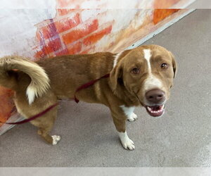 Labrador Retriever-Unknown Mix Dogs for adoption in San Bernardino, CA, USA