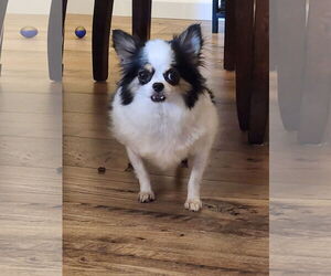 Chihuahua Dogs for adoption in Princeton, MN, USA