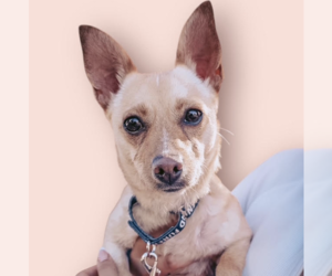 Chihuahua-Unknown Mix Dogs for adoption in Rockville, MD, USA
