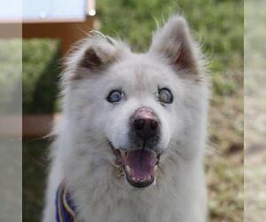 Siberian Husky Dogs for adoption in San Antonio, TX, USA