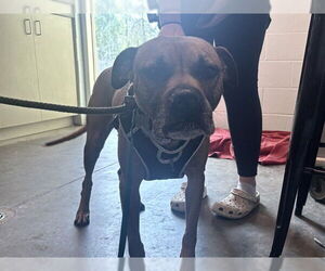 Boxer-Unknown Mix Dogs for adoption in Tavares, FL, USA