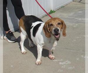 Beagle Dogs for adoption in Louisville, KY, USA