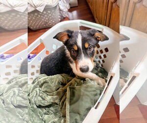 Collie-Unknown Mix Dogs for adoption in Sandy, UT, USA