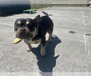 Bulldog-Unknown Mix Dogs for adoption in McKinleyville, CA, USA