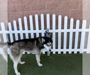 Siberian Husky Dogs for adoption in Modesto, CA, USA