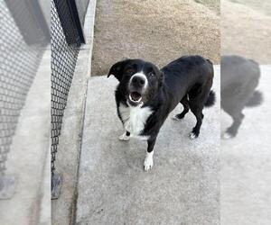 Labrenees Dogs for adoption in Temple, TX, USA