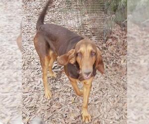 Bloodhound Dogs for adoption in Montgomery, TX, USA