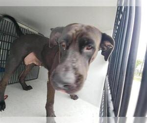 American Pit Bull Terrier-Unknown Mix Dogs for adoption in Houston, TX, USA