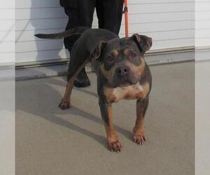 American Pit Bull Terrier Dogs for adoption in Louisville, KY, USA