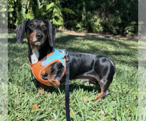 Dachshund Dogs for adoption in Weston, FL, USA