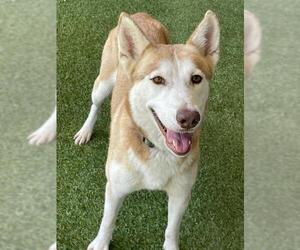 Siberian Husky Dogs for adoption in Baytown, TX, USA