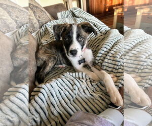Parson Russell Terrier-Unknown Mix Dogs for adoption in Rockaway, NJ, USA