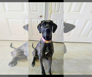 Great Dane-Unknown Mix Dogs for adoption in Salt Lake City, UT, USA