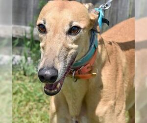 Greyhound Dogs for adoption in Grandville, MI, USA