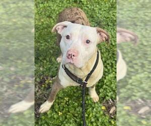 American Staffordshire Terrier Dogs for adoption in Fort Lauderdale, FL, USA