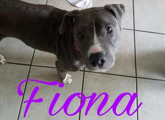 American Pit Bull Terrier-Unknown Mix Dogs for adoption in Pinellas Park, FL, USA
