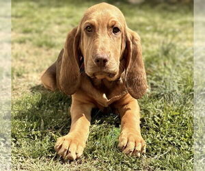 Bloodhound Dogs for adoption in Maryville, TN, USA