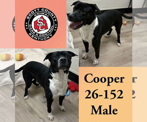 Mutt Dogs for adoption in Georgetown, KY, USA