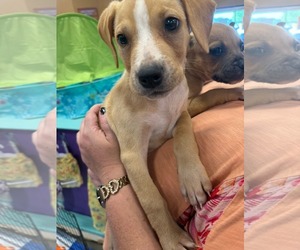 Mutt Dogs for adoption in Holly Springs, NC, USA